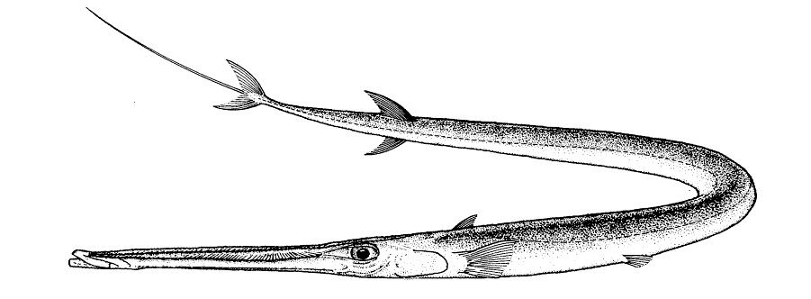 Fistularia petimba_001